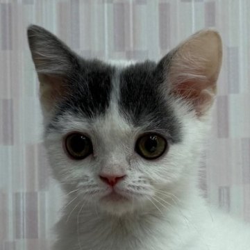 スコティッシュフォールド(折れ耳)【千葉県・男の子・2025年6月6日・ブルー&ホワイト（ショートヘア）】の写真「ハイブリッド交配のスコちゃんです！」