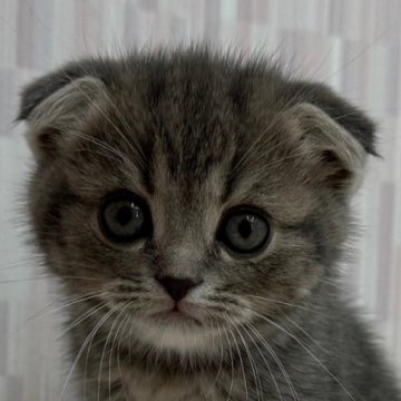 スコティッシュフォールド(立ち耳)【千葉県・女の子・2025年10月9日・ブルーパッチドタビー（ショートへア）】の写真「折れ耳の美人さんです！」