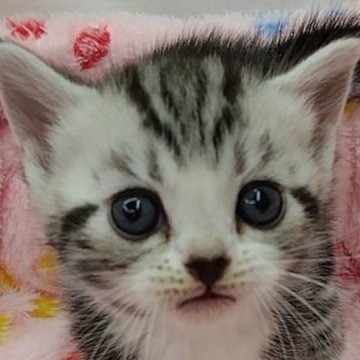 アメリカンショートヘア【千葉県・女の子・2025年10月20日・シルバータビー&ホワイト】の写真「優秀血統の 美人さん！」