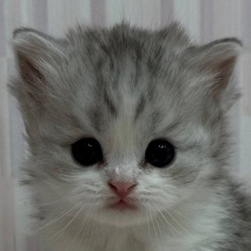 スコティッシュフォールド【千葉県・男の子・2024年12月11日・シルバーマッカレルタビー&ホワイト（ロングヘア）】の写真「立ち耳のイケニャン君！」