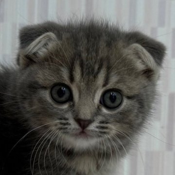 スコティッシュフォールド(立ち耳)【千葉県・女の子・2025年10月9日・ブルーパッチドタビー（ショートへア）】の写真「折れ耳の美人さんです！」