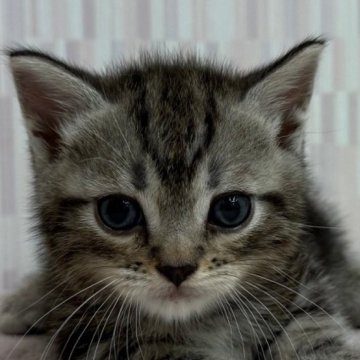 マンチカン(短足)【千葉県・男の子・2025年5月31日・ブラウンタビー（ショートヘア）】の写真「短足のイケニャン君！」