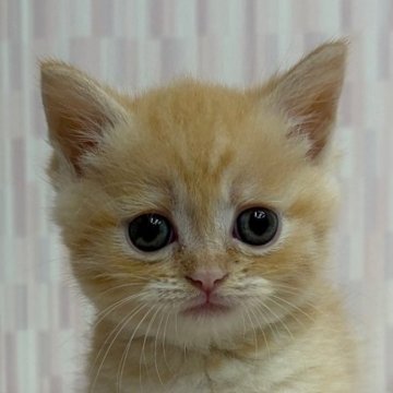 マンチカン(短足)【千葉県・女の子・2025年8月19日・レッドマッカレルタビー（ショートヘア）】の写真「短足の乙女ちゃん！」
