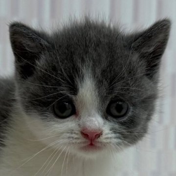 ブリティッシュショートヘア【千葉県・男の子・2025年5月24日・ブルー&ホワイト】の写真「甘いマスクのイケニャン君！」