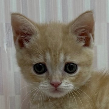 マンチカン(長足)【千葉県・男の子・2025年8月19日・クリームマッカレルタビー（ショートヘア）】の写真「足長の美少年！」
