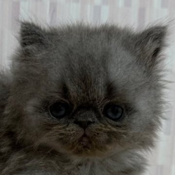 エキゾチックショートヘア【千葉県・男の子・2025年8月7日・ブルー（ロングヘア）】の写真「癒し系男子君です！」