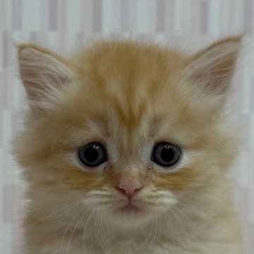 マンチカン(短足)【千葉県・男の子・2025年8月19日・レッドマッカレルタビー（ロングヘア）】の写真「甘いマスクの短足ボーイ君！」
