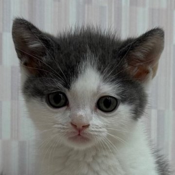 ブリティッシュショートヘア【千葉県・男の子・2025年6月7日・ブルー&ホワイト】の写真「ピンクのお鼻が可愛い男の子です！」