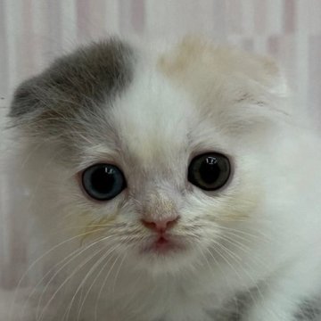 スコティッシュフォールド(折れ耳)【千葉県・女の子・2025年5月6日・ダイリュートキャリコ（ショートヘア）】の写真「オッドアイの折れ耳ちゃんです！」