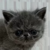 エキゾチックショートヘア