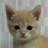 マンチカン(長足)