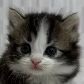 マンチカン(短足)【千葉県・男の子・2025年11月6日・ブラウンタビー&ホワイト】の写真1