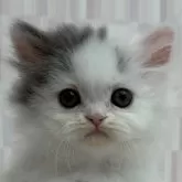 ミヌエット(長足)【千葉県・女の子・2025年1月14日・ブルー&ホワイト バン】の写真1