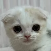 スコティッシュフォールド(折れ耳)