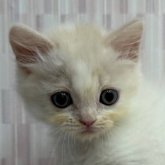 スコティッシュフォールド(立ち耳)