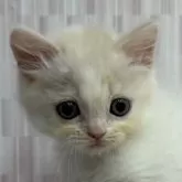 スコティッシュフォールド(立ち耳)