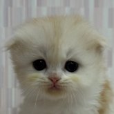 スコティッシュフォールド(折れ耳)