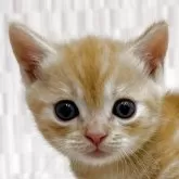 マンチカン(短足)【千葉県・男の子・2025年3月26日・クリームタビー】の写真1