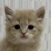 マンチカン(長足)