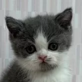 ブリティッシュショートヘア