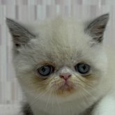 エキゾチックショートヘア