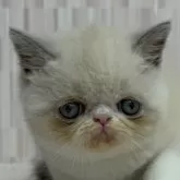 エキゾチックショートヘア