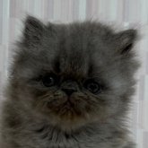 エキゾチックショートヘア