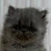 エキゾチックショートヘア