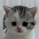 スコティッシュフォールド(立ち耳)