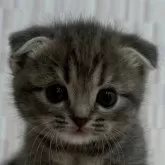 スコティッシュフォールド(立ち耳)