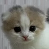 スコティッシュフォールド(折れ耳)