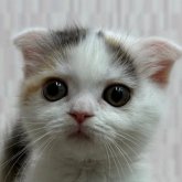 スコティッシュフォールド