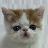 エキゾチックショートヘア