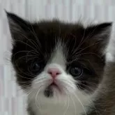エキゾチックショートヘア