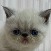 エキゾチックショートヘア
