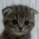 スコティッシュフォールド(立ち耳)