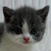 ブリティッシュショートヘア