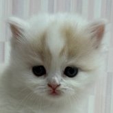 スコティッシュフォールド(立ち耳)