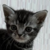 アメリカンショートヘア