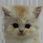 スコティッシュフォールド(立ち耳)