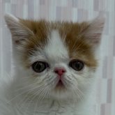 エキゾチックショートヘア
