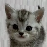 ミヌエット(長足)【千葉県・男の子・2025年1月9日・シルバータビー】の写真1