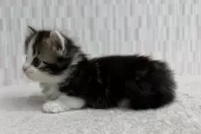 マンチカン(短足)【千葉県・男の子・2025年11月6日・ブラウンタビー&ホワイト】の写真2