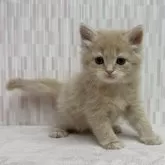 マンチカン(長足)【千葉県・男の子・2025年11月6日・クリームタビー】の写真2