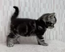 アメリカンショートヘア【千葉県・男の子・2025年10月5日・シルバータビー】の写真2