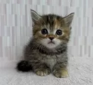 マンチカン(短足)【千葉県・女の子・2025年11月6日・ブラウンパッチドタビー】の写真3