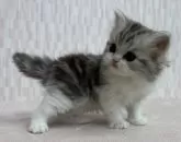 スコティッシュフォールド(立ち耳)【千葉県・男の子・2024年12月11日・シルバータビー&ホワイト】の写真3