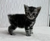 アメリカンショートヘア【千葉県・男の子・2025年10月5日・シルバータビー】の写真4