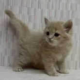 マンチカン(長足)【千葉県・男の子・2025年11月6日・クリームタビー】の写真4