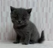 ブリティッシュショートヘア【千葉県・女の子・2025年11月8日・ブルー】の写真4